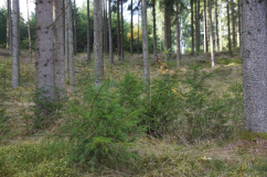 Fach- und Jahrestagung des Forstvereins für OÖ und Sbg. 14.10.2025, Stift Waldhausen