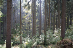Fach- und Jahrestagung des Forstvereins für OÖ und Sbg. 14.10.2025, Stift Waldhausen